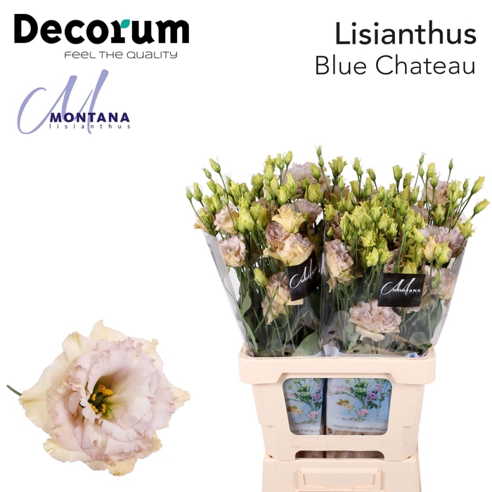 <h4>Eustoma russ. DU 'Blue Chateau'</h4>