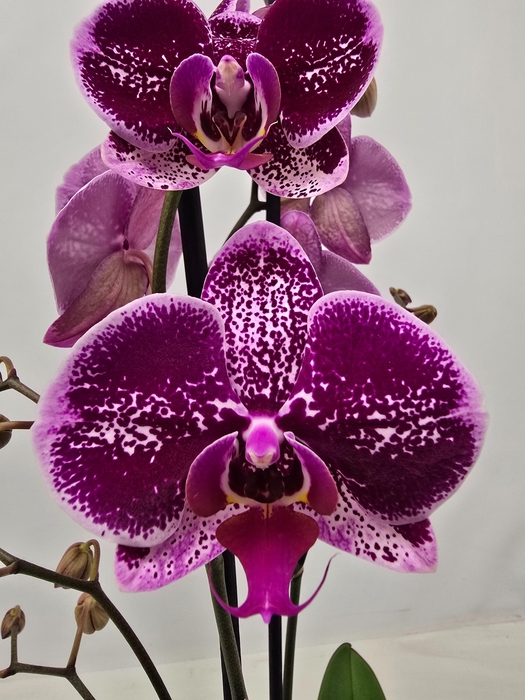 <h4>Limited 25 week 19</h4>