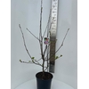 Malus Red Sentinel