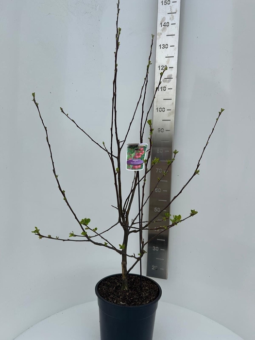 Malus Red Sentinel