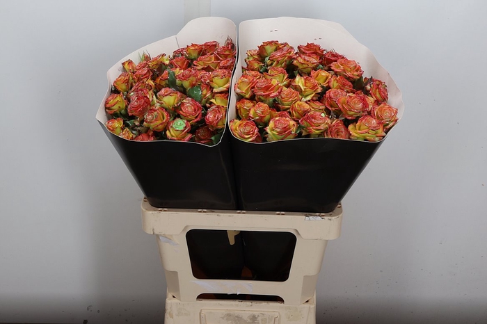 Wax-Rozen Wax Wit  Zilver glitter