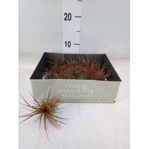 Tillandsia