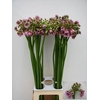 Allium Rosy Bells