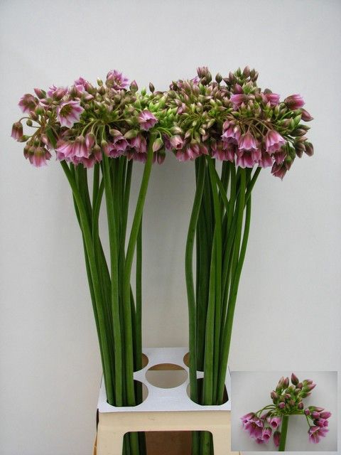 Allium Rosy Bells