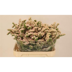 LIM APRICOT SUN BIRDS.