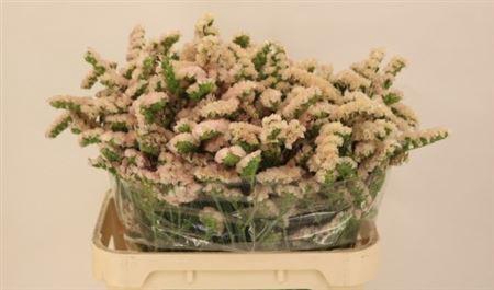 <h4>LIM APRICOT SUN BIRDS.</h4>