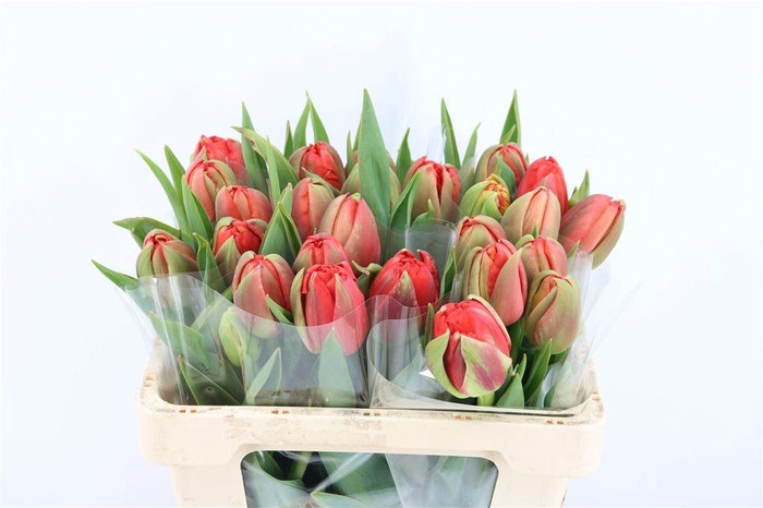 <h4>Tu Du Dubbel Rood</h4>