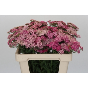Achillea Millefolium Bianca Classic