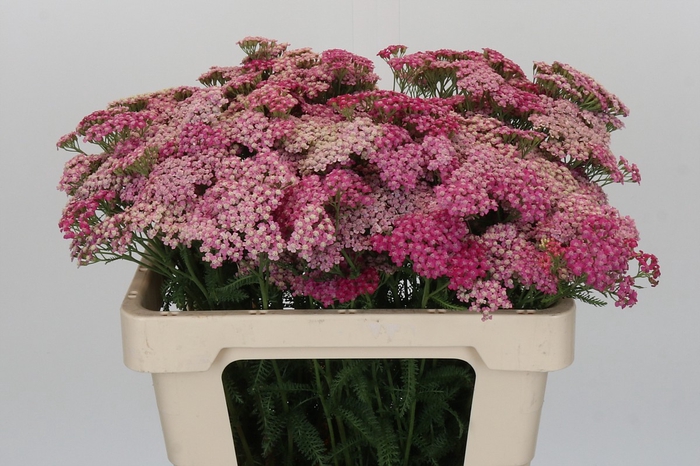 <h4>Achillea Millefolium Bianca Classic</h4>