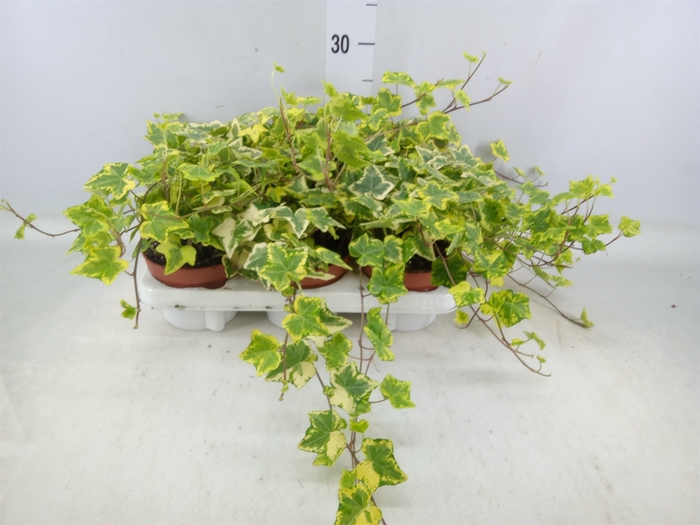 <h4>Hedera helix 'Golden Kolibri'</h4>