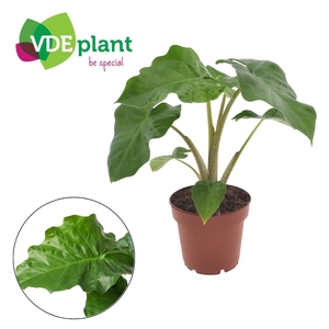Alocasia Low Rider p12