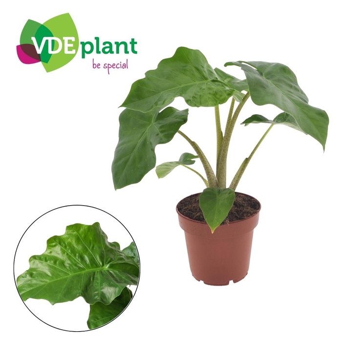 <h4>Alocasia Low Rider p12</h4>