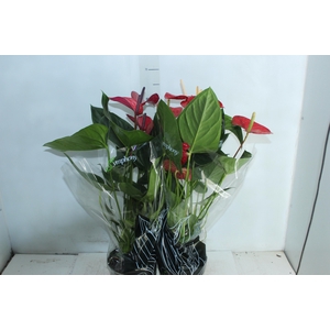 ANTHURIUM VARIADO P17 PREMIUM