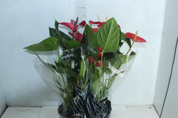 <h4>ANTHURIUM VARIADO P17 PREMIUM</h4>