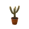 CACTUS XIQUE XIQUE P30