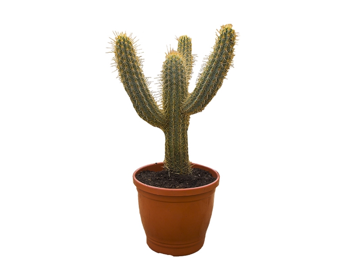 CACTUS XIQUE XIQUE P30