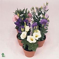 Eustoma russ. DU 'Bolero'   ...mix