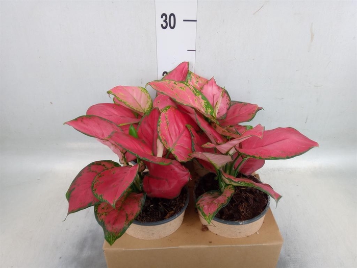 <h4>Aglaonema   ...</h4>