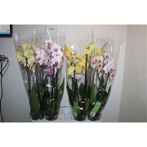 Phal Gem 5 Kl 4 Branches 24+