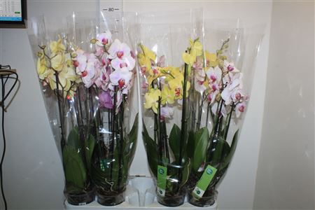 <h4>Phal Gem 5 Kl 4 Branches 24+</h4>