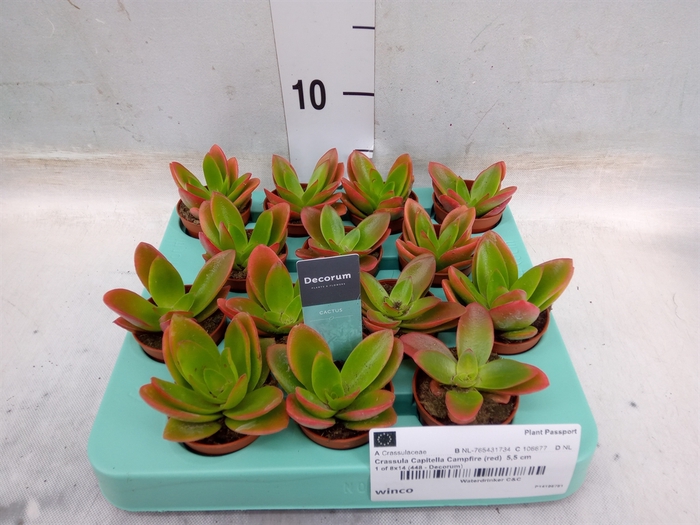 <h4>Crassula   ...</h4>