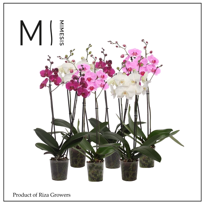 <h4>Phalaenopsis White Purple Pink Mix 2 spike - 12cm |Mimesis</h4>