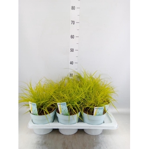 Pennisetum alopec. 'Hameln Gold'