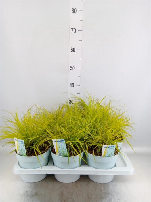 <h4>Pennisetum alopec. 'Hameln Gold'</h4>