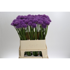 Allium Gladiator