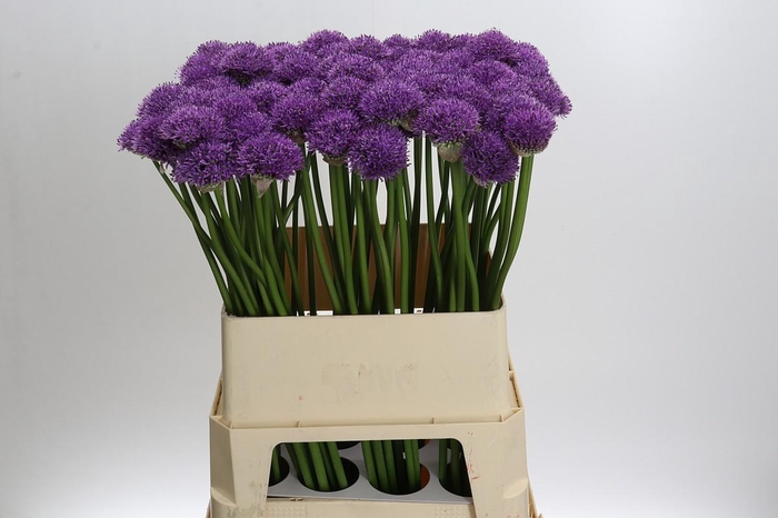 <h4>Allium Gladiator</h4>