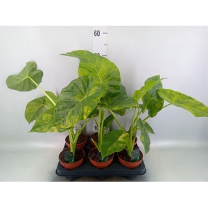 Alocasia  'Low Rider'