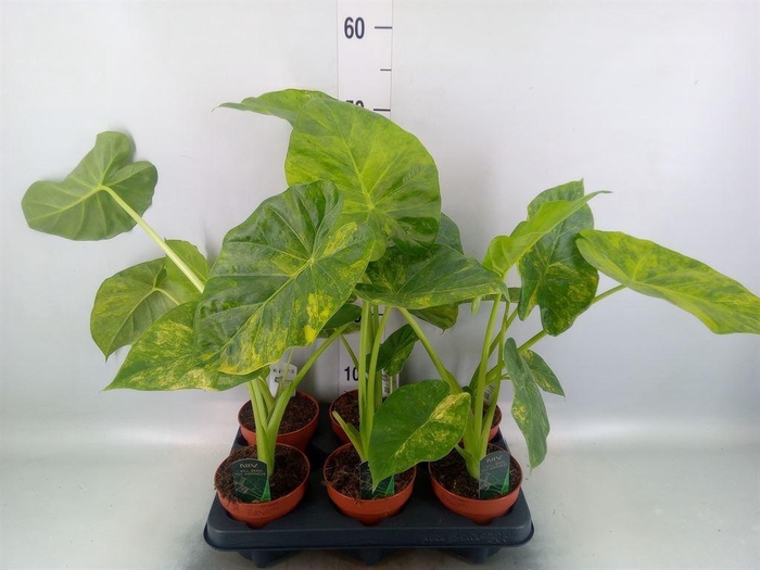 <h4>Alocasia  'Low Rider'</h4>