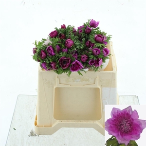 ANEM CO LEVAN FUCSIA