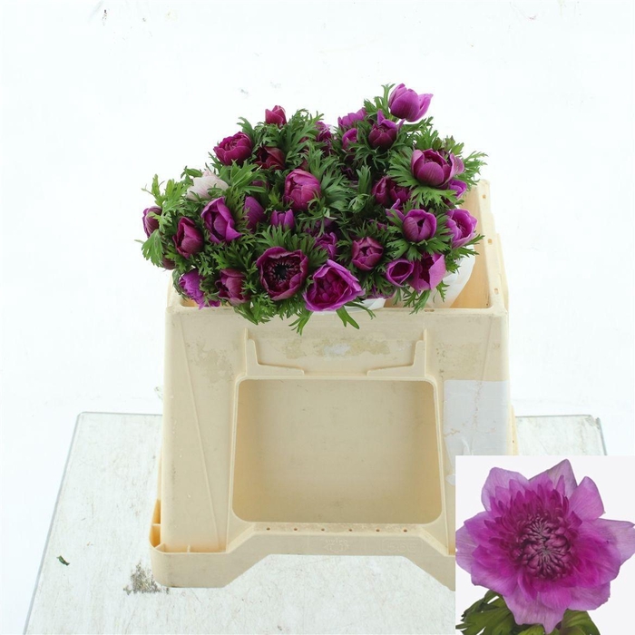 <h4>ANEM CO LEVAN FUCSIA</h4>