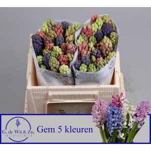 HYAC GEM 5 KLEUREN
