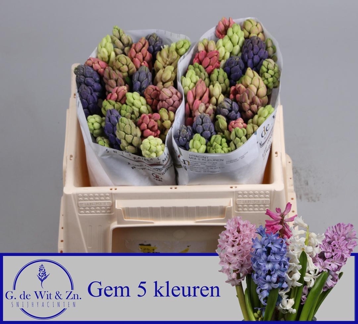 <h4>HYAC GEM 5 KLEUREN</h4>