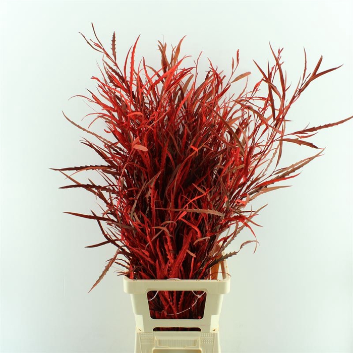 <h4>Grevillea Geverfd</h4>