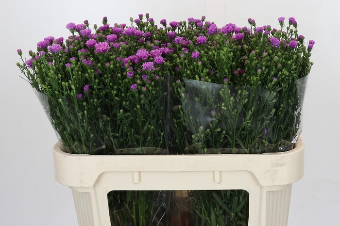 <h4>Aster Casarosa</h4>