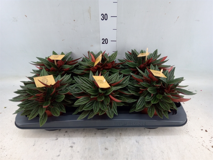 <h4>Peperomia caperata 'Rosso'</h4>