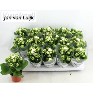 KALAN CALAN LUIJK SIA P9
