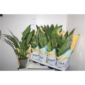 Spath Diamond Bontbladig