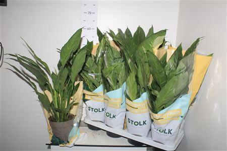 <h4>Spath Diamond Bontbladig</h4>