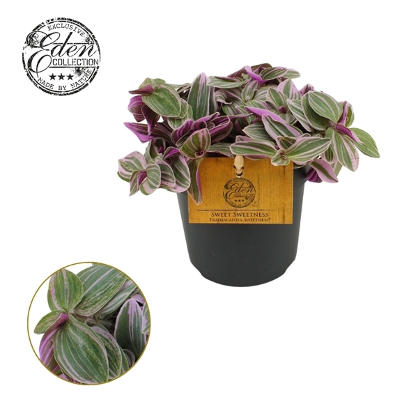 <h4>Tradescantia Sweetness 10,5cm</h4>