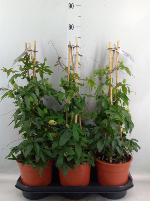 <h4>Passiflora caerul.</h4>