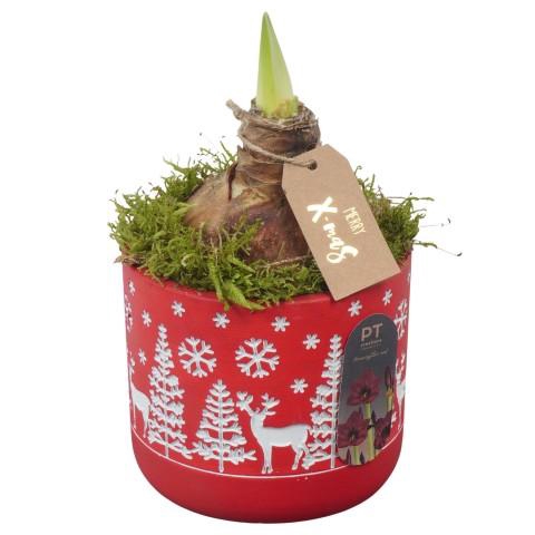 <h4>PTACH2524 Arrangementen Kerst</h4>