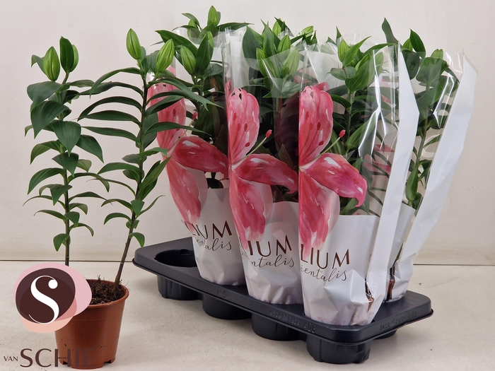 <h4>LIL OR REELEEZE</h4>