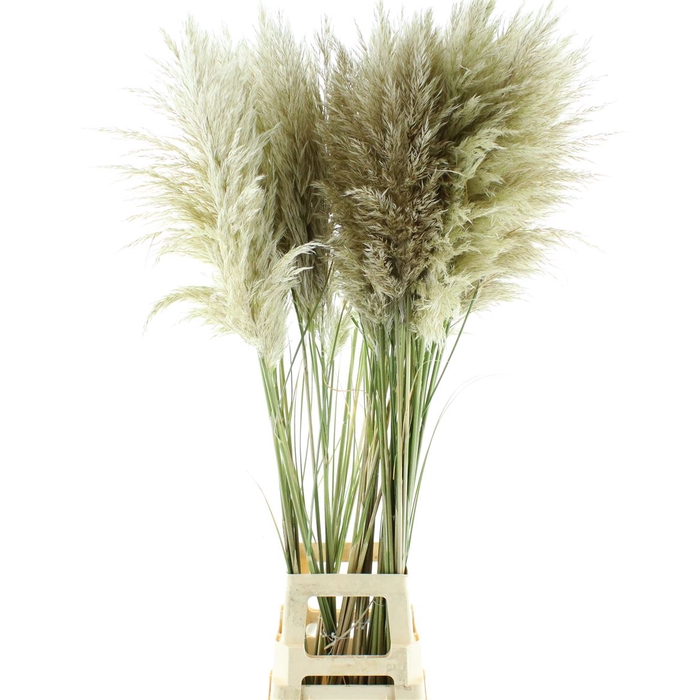 <h4>Corta Evita Fresh N L</h4>