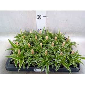 Chlorophytum com. 'Ocean'