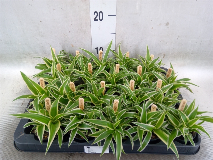 <h4>Chlorophytum com. 'Ocean'</h4>