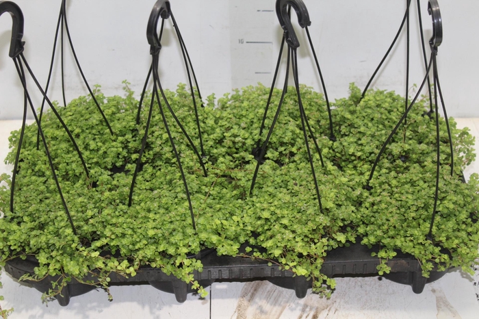 <h4>BARBA DE MOISES C13</h4>